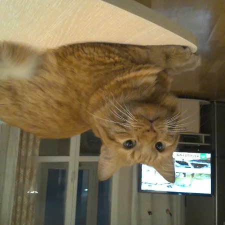 Apartment Red Cat *