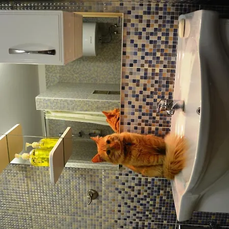 Red Cat Minsk